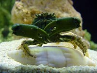 Mithraculus sculptus