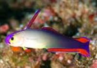 Nemateleotris Decora