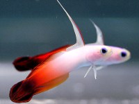 Nemateleotris magnifica