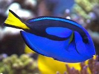 Paracanthurus hepatus