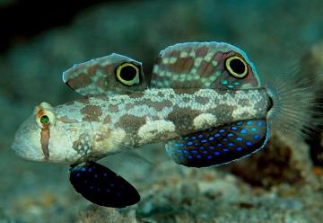 Signigobius biocellatus