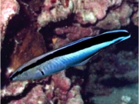 labroides dimidiatus