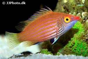 pseudocheilinops ataenia