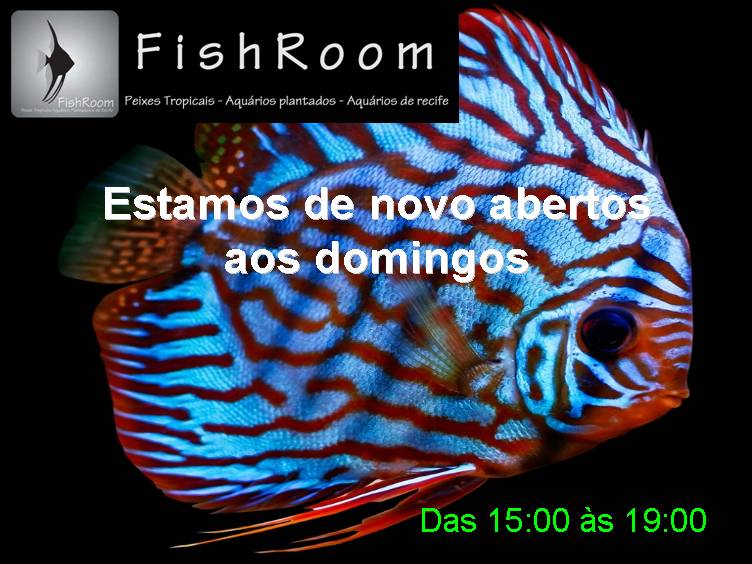 Estamos de novo abertos aos domingos