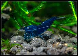 Caridina sky blue tiger