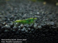 Neocaridina davidi Green Jade