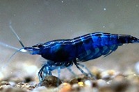 Neocaridina blue dream