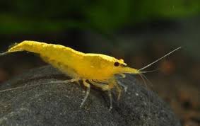 Neocaridina yellow