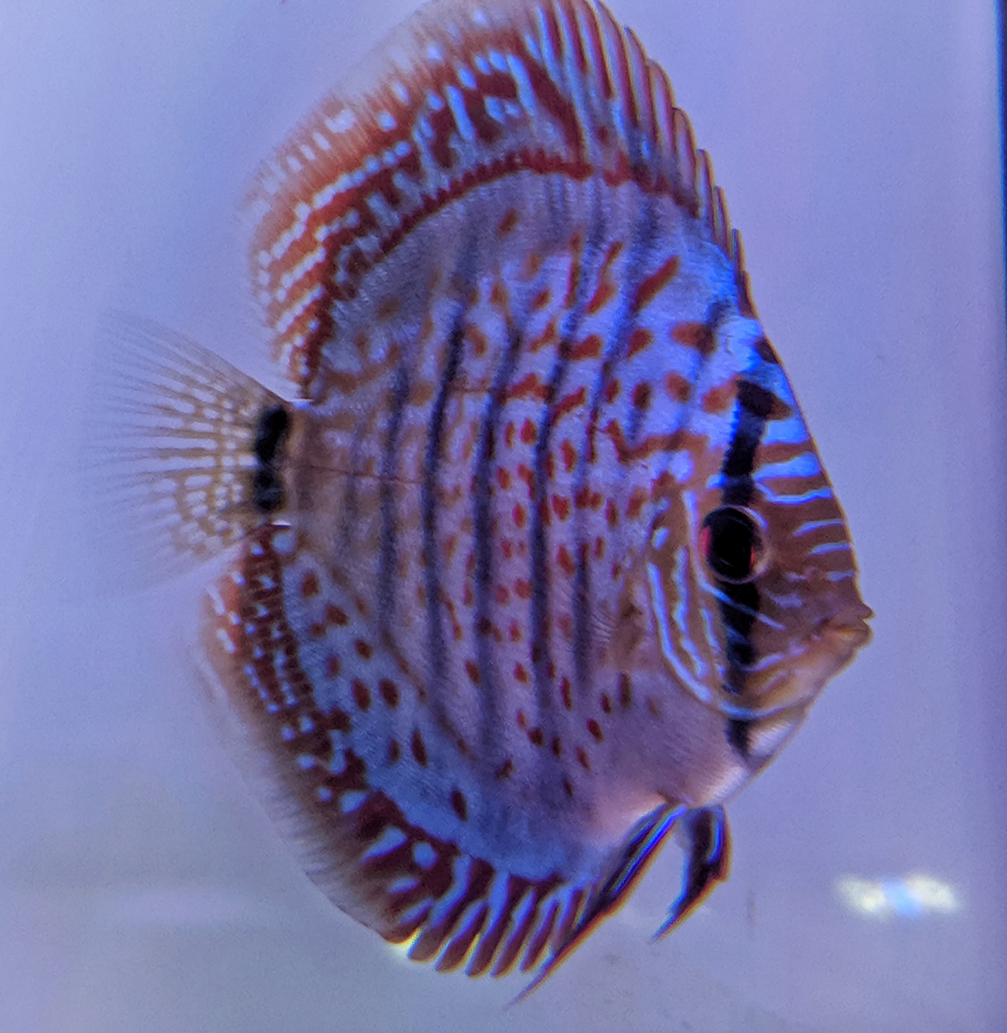 61890667 2787449244630943 225837764199841792 o