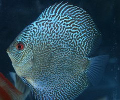 Discus snake skin