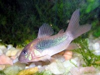 Corydoras aeneus