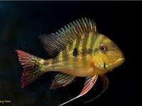 Geophagus dicrozoster