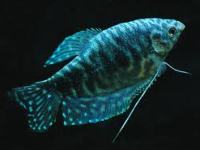 Gourami