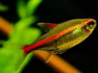 Hemigrammus erythrozomus