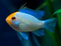 Papilochromis ramirezi electric blue
