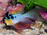 Papilochromis ramirezi longfin