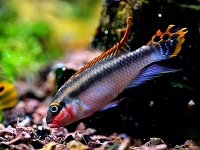 Pelvicachromis taeniatus niger red
