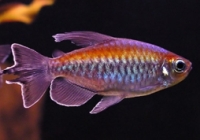 Phenacogrammus interruptus