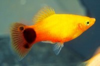 Platy mickey mouse gold
