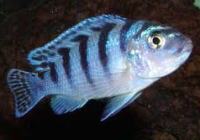 Pseudotropheus lombardoi