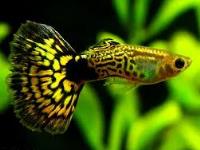 guppy cobra