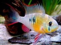 papiliochromis altispinosa