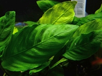Anubias barteri
