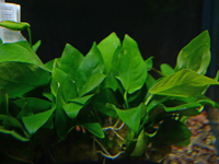Anubias barteri nana