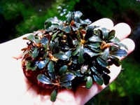 Bucephalandra deep purple