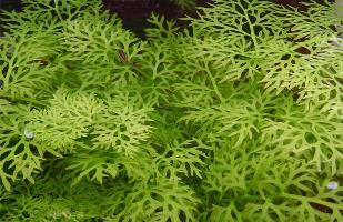 Ceratopteris thalictroides