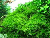 Christmas moss