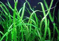 Cryptocoryne balansae