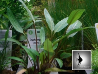 Cryptocoryne wendtii green