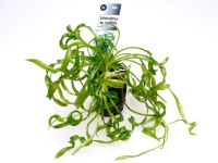 Echinodorus-sp-tortifolia