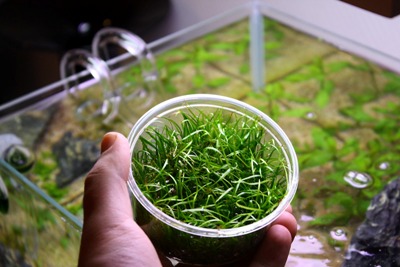 Echinodorus tenellus2