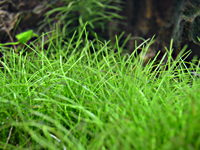 Eleocharis acicularis