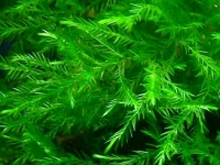 Fontinalis hypnoides