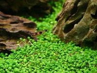 Glossostigma elatinoides