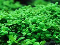 Hemianthus Callitrichoides