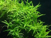 Hetheranthera zosterifolia