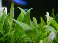 Hygrophila stricta tai