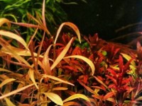 Hygrophilla red cherry