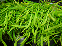 Lileaeopsis novae zelandae