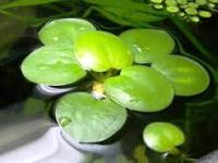 Limnobium laevigatum