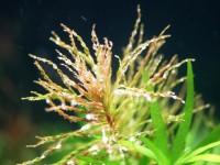Ludwigia inclinata curly