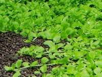 Micranthemum monte carlo