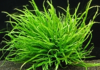 Microsorum pteropus Narrow Leaf