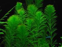 Myriophyllum simulans