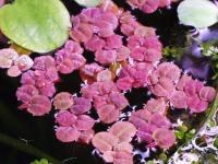 Phyllanthus fluitans