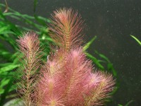 Rotala wallichii